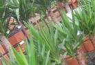 Woolwichplant-nursery-10.jpg; ?>